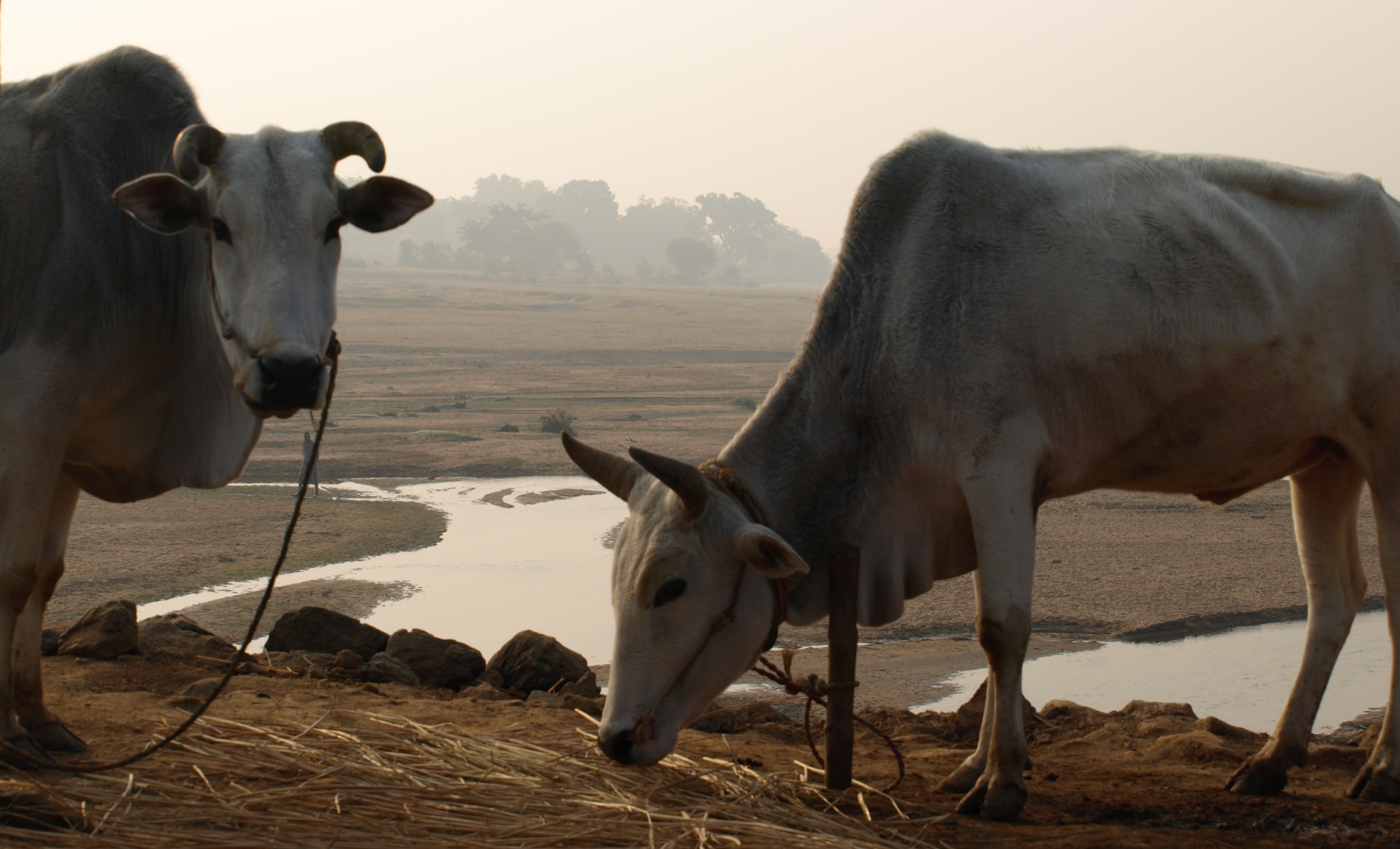 COWS